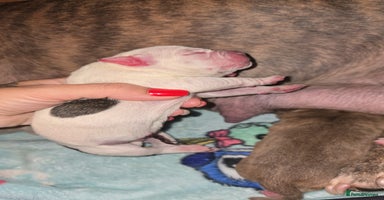 Mixed Breed dogs - Advert 5