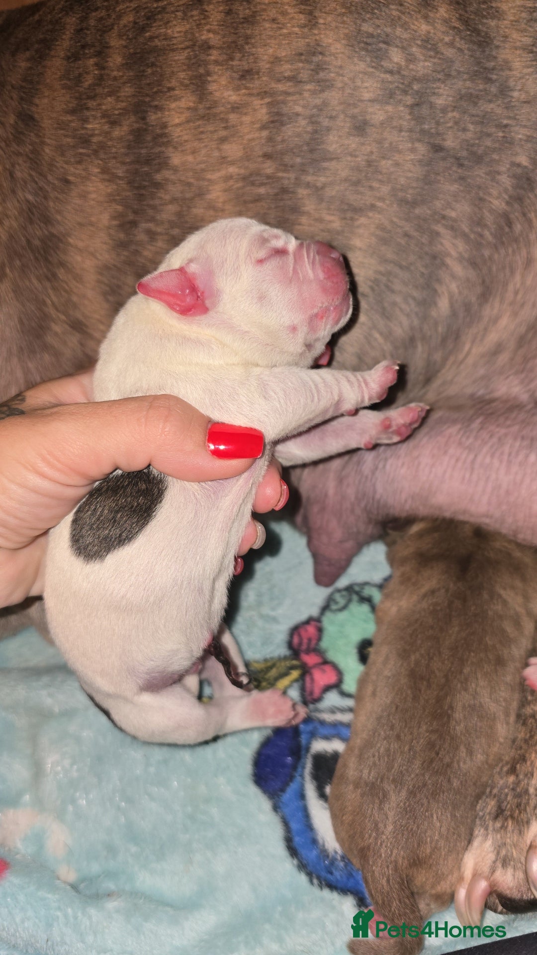 Mixed Breed dogs for sale: Pocket bullies x blue staff - Image 2