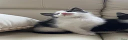 Mixed Breed cats for sale: calico kittens for sale! - Advert 13