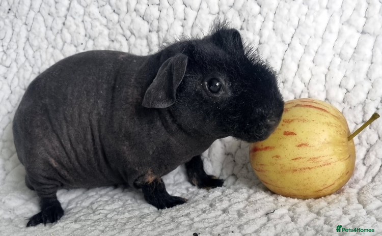 Guinea Pig rodents - Advert 10