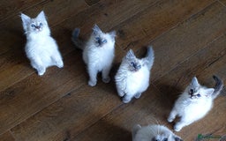 Ragdoll cats for sale: Stunning Adult Ragdoll and Kittens available!  - Image 24