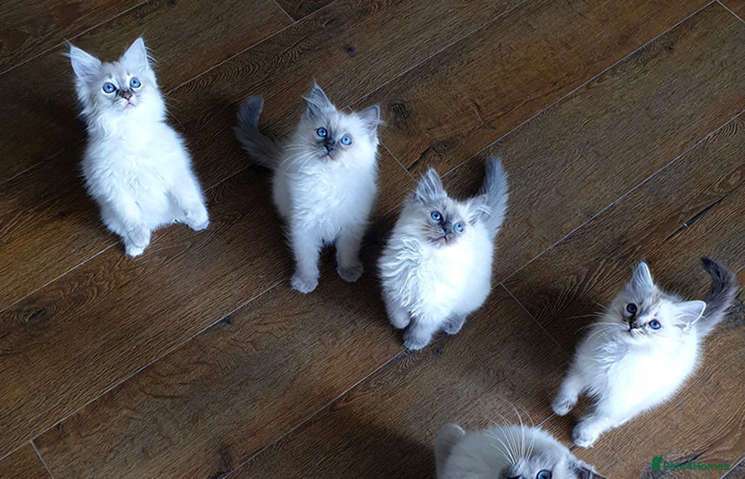 Ragdoll cats for sale: Stunning Adult Ragdoll and Kittens available!  - Image 24