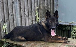 German Shepherd dogs for sale: gorgeous kc reg working blood line German Shepard  - Image 6