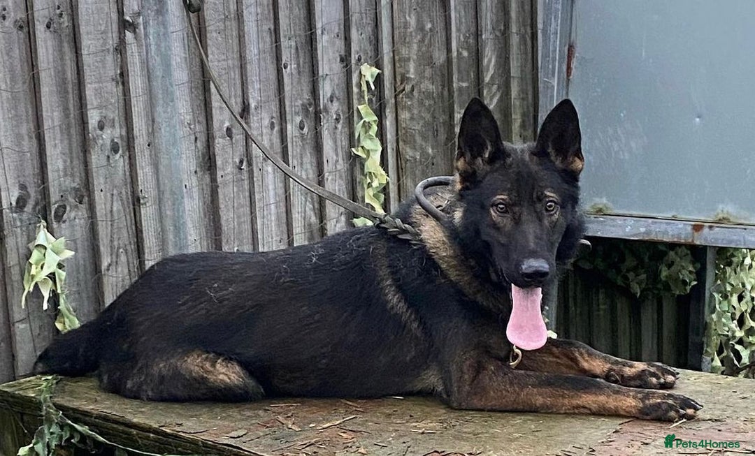 German Shepherd dogs for sale: gorgeous kc reg working blood line German Shepard  - Image 6
