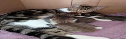 Mixed Breed cats for sale: 3x girl kittens  in Halstead - Advert 6