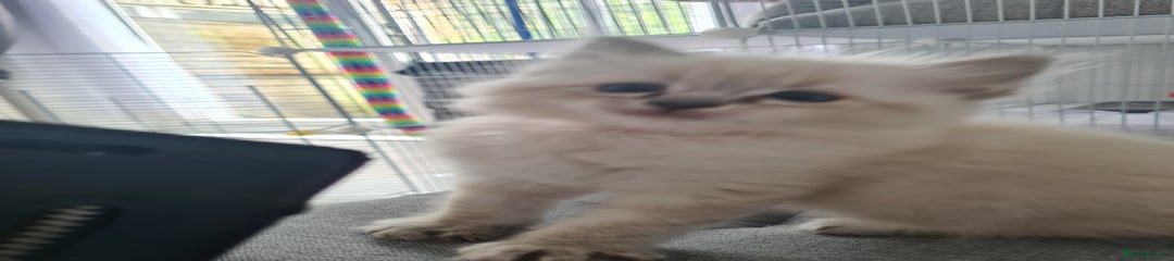 Ragdoll Kitten 1
