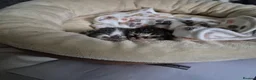 Mixed Breed cats for adoption: Rescue cat, Dolly's kittens- 1 boy and 1 girl left - Advert 2