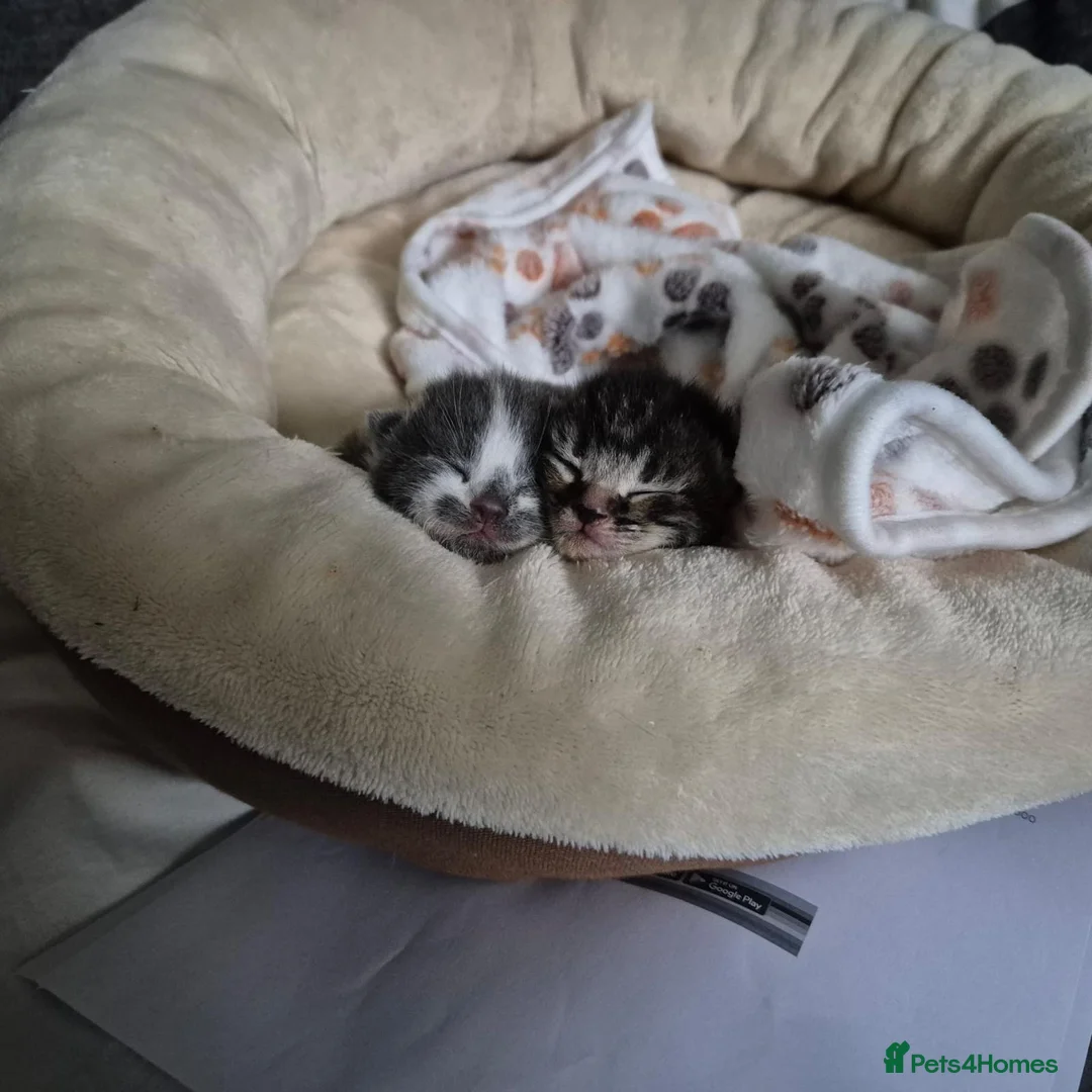 Mixed Breed cats for adoption: Rescue cat, Dolly's kittens- 1 boy and 1 girl left - Advert 2