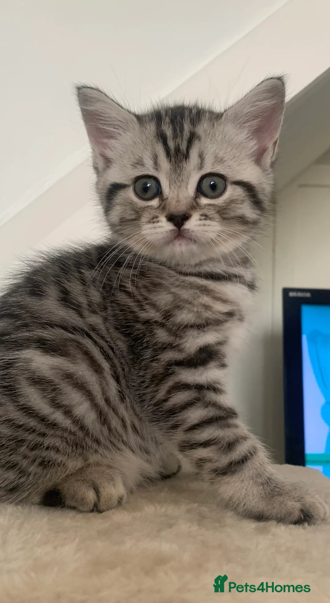 British Shorthair cats for sale: **one girl left!*Beautiful silver spotted  tabbies - Advert 2