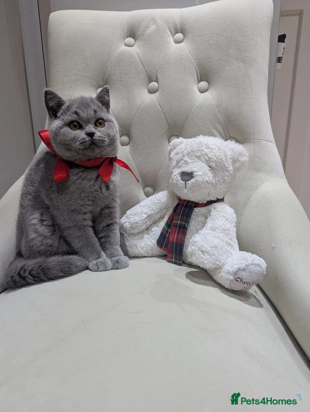 British Shorthair cats for sale: Ready Now British shorthair 2 females - Advert 2