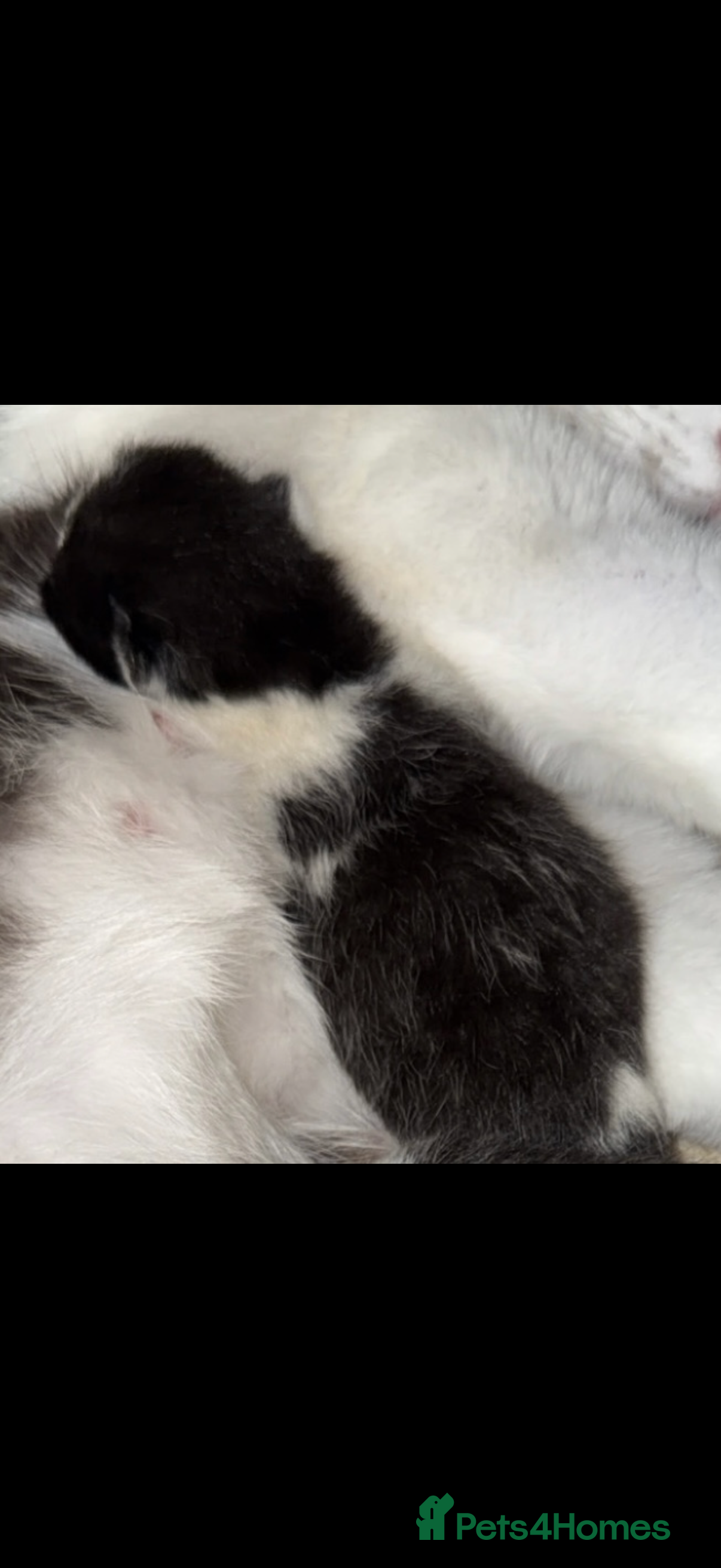 Mixed Breed cats Kittens for sale ready to leave on May 14th - Advert 2