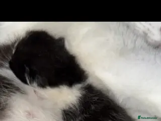 Mixed Breed cats Kittens for sale ready to leave on May 14th - Advert 16