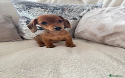 Miniature Dachshund dogs for sale: Miniature red dachshunds - Image 3