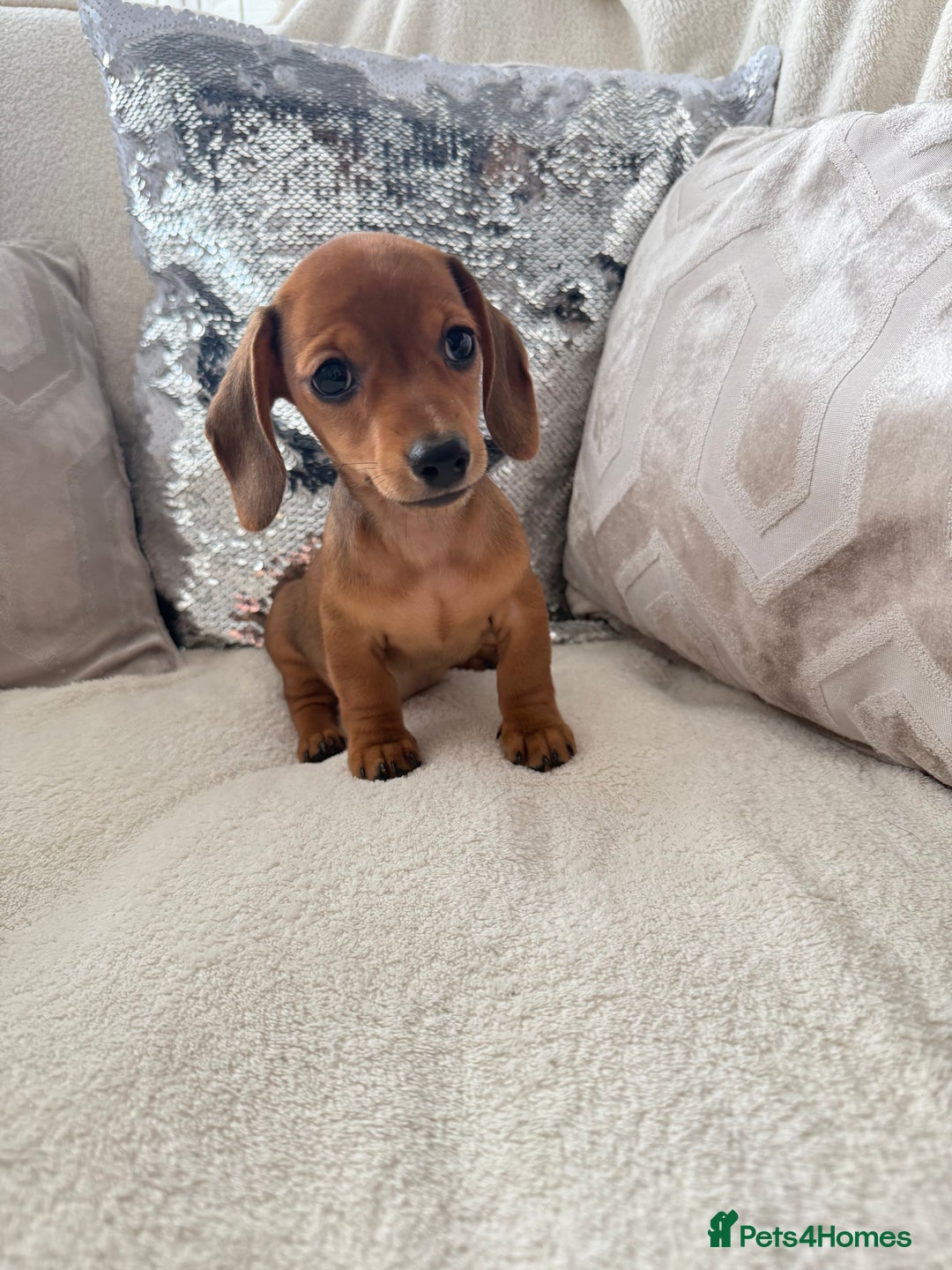 Miniature Dachshund dogs for sale: Miniature red dachshunds - Image 3