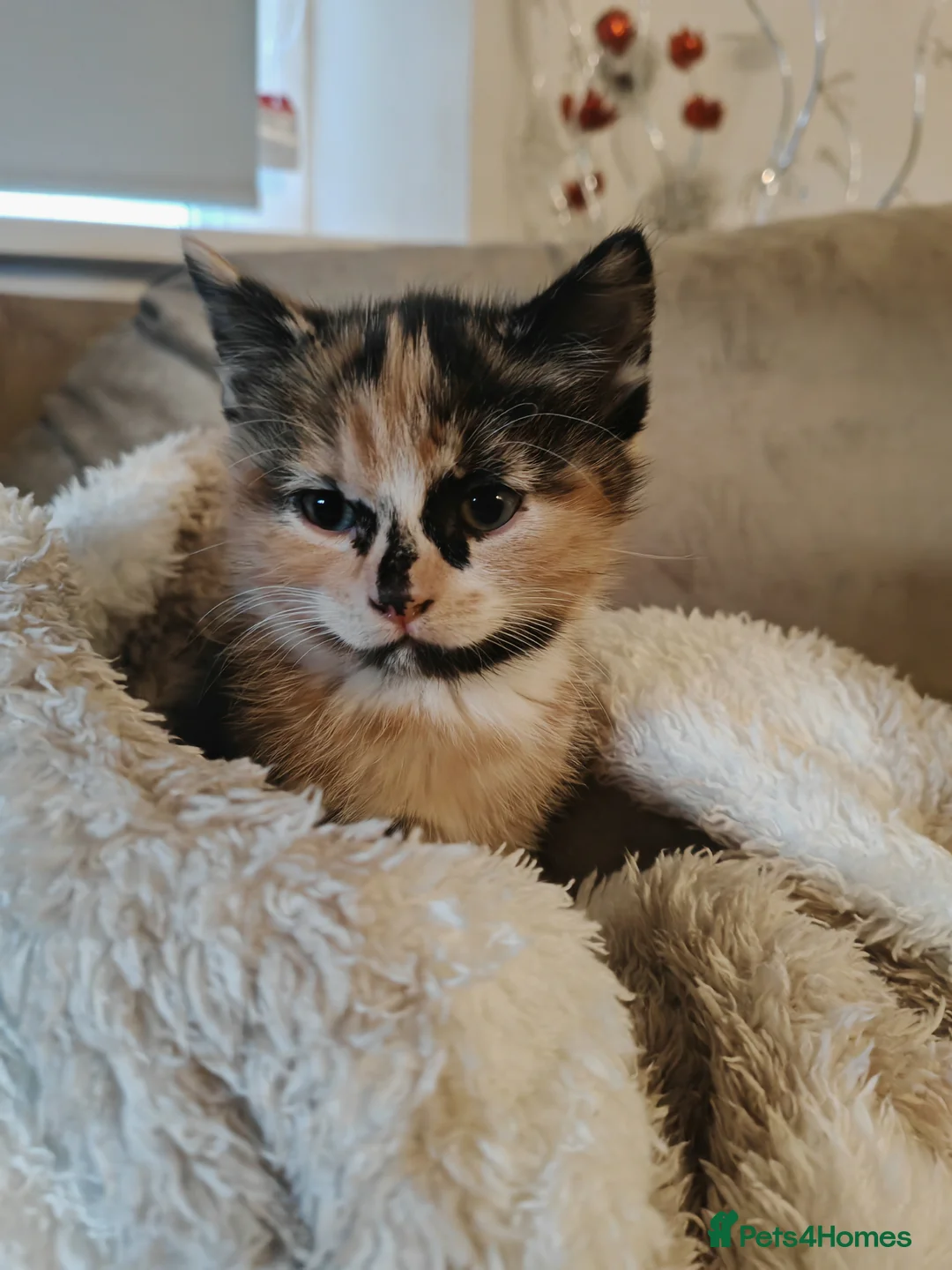 Domestic Shorthair cats for sale: A lovely kitten for sale  in Newcastle upon Tyne - Advert 1