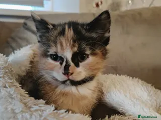 Domestic Shorthair cats A lovely kitten for sale - Advert 8