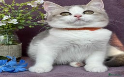 British Shorthair cats for sale: Lovely BSH kittens - ready for their forever homes - Image 11