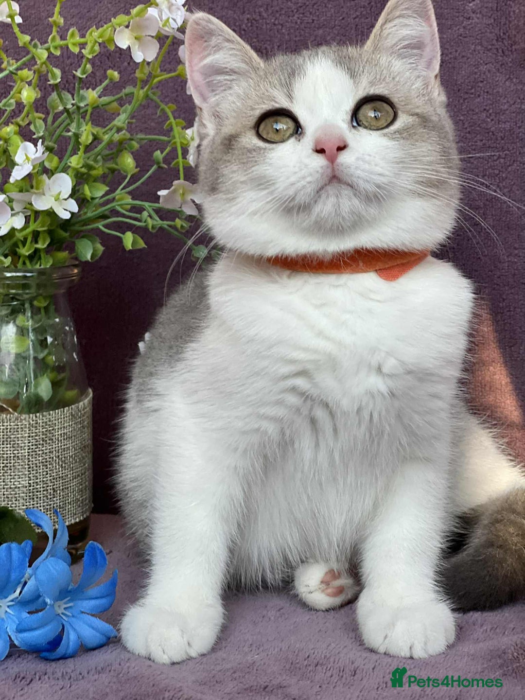 British Shorthair cats for sale: Lovely BSH kittens - ready for their forever homes - Image 11