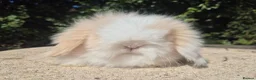 Angora rabbits for sale: 💓STUNNING TEDDYWIDDER BABIES- IMPORTED PARENTS 💓 - Advert 6