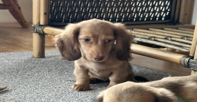 Miniature Dachshund dogs - Advert 1