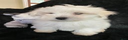 Maltese dogs for sale: Maltese puppies for sale  - Advert 18