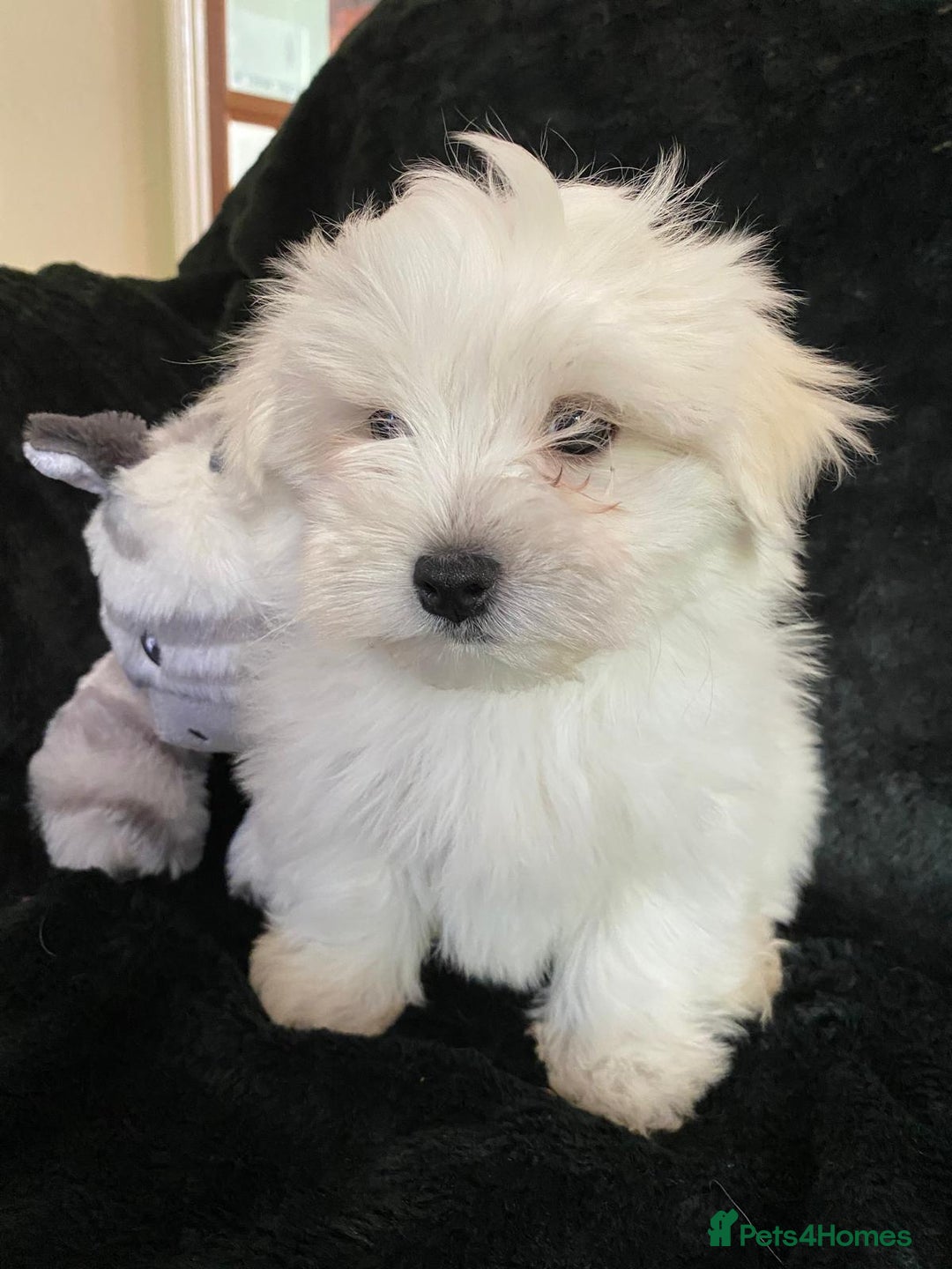 Maltese dogs for sale: Maltese puppies for sale  - Advert 18