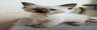 Ragdoll 1 pink