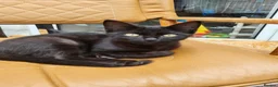 Mixed Breed cats for sale: 3 female and 2 boy  - Advert 2