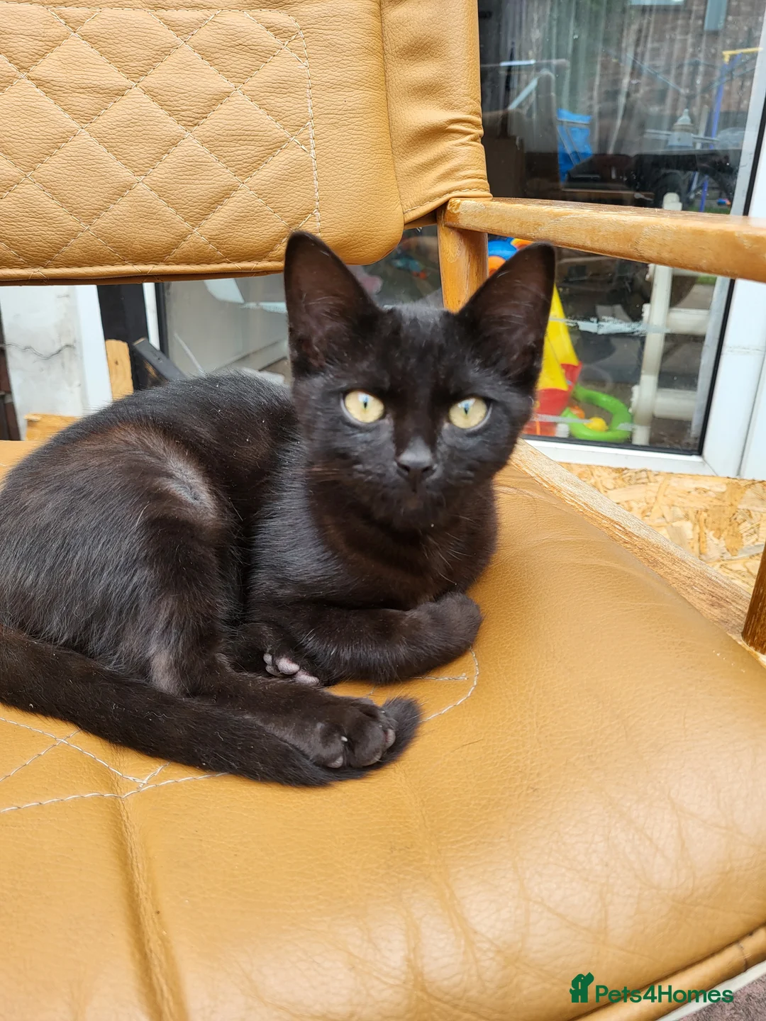 Mixed Breed cats for sale: 3 female and 2 boy  - Advert 2