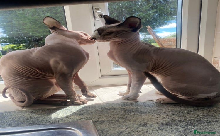 Sphynx cats - Advert 1