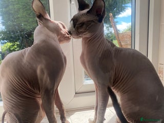 Sphynx cats - Advert 17
