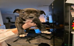 Staffordshire Bull Terrier dogs for sale: LAST GIRL - Image 1