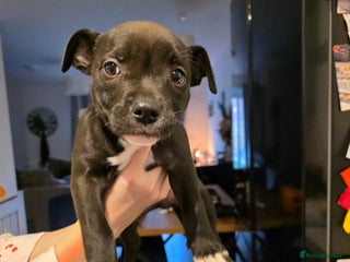 Staffordshire Bull Terrier dogs - Advert 17