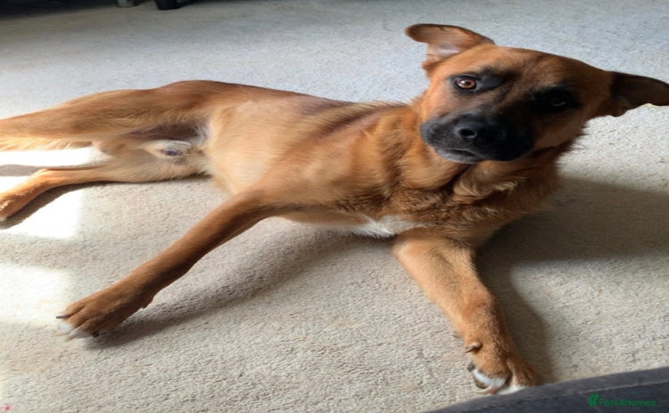 Mixed Breed dogs - Advert 2