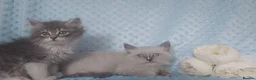 Siberian cats for sale: Pure Siberian kittens For Sale  - Advert 6