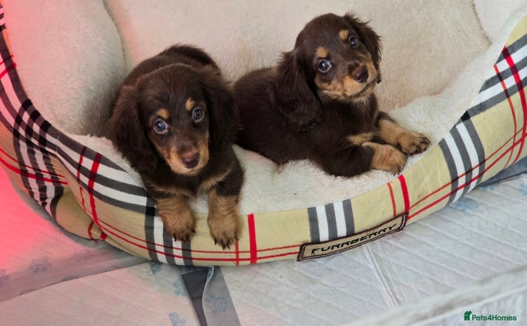 Miniature Dachshund dogs - Advert 16