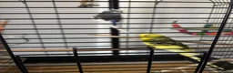 Budgerigars birds for sale: Budgies and cage  in Durham - Advert 3