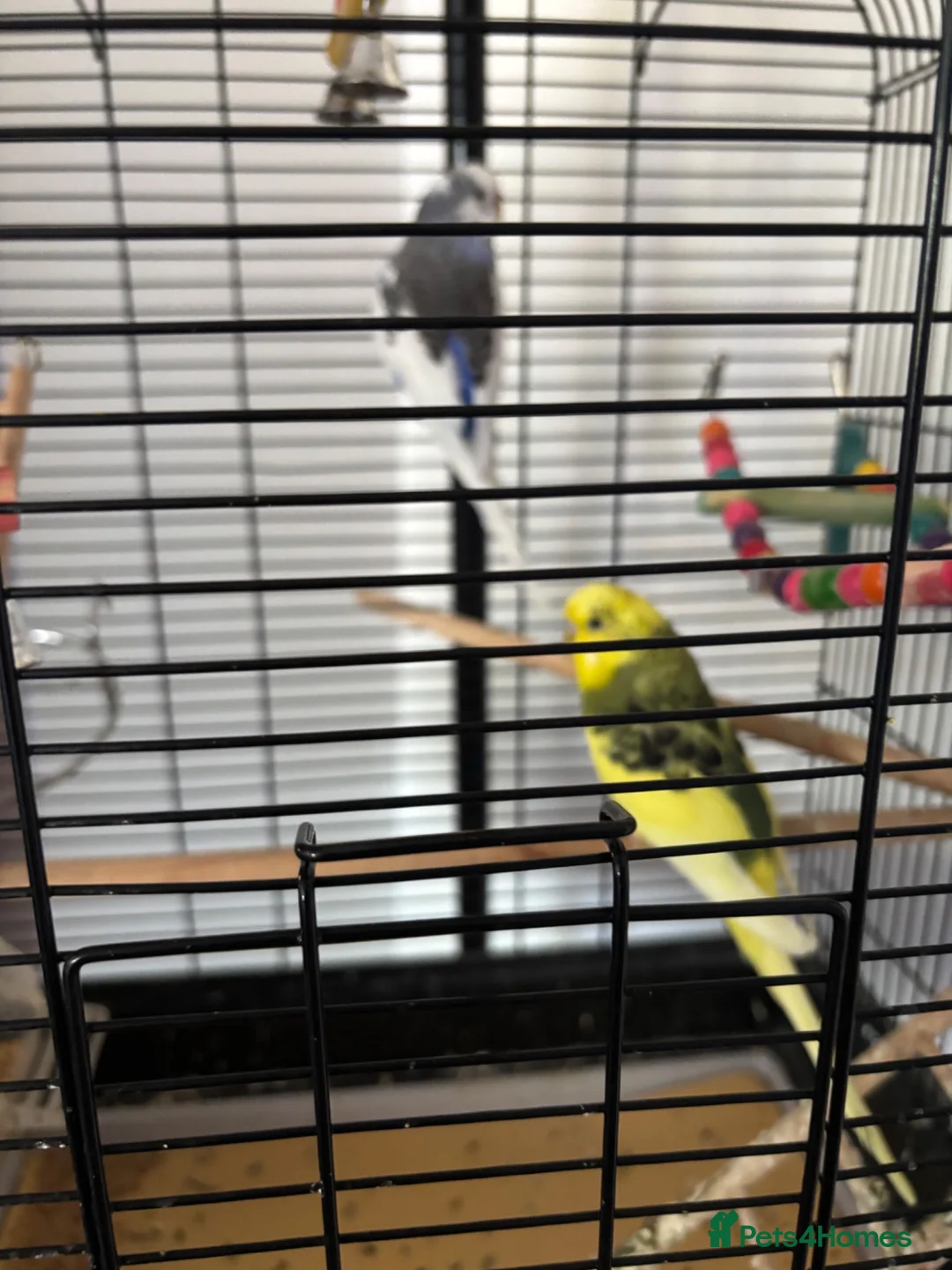 Budgerigars birds for sale: Budgies and cage  in Durham - Advert 3