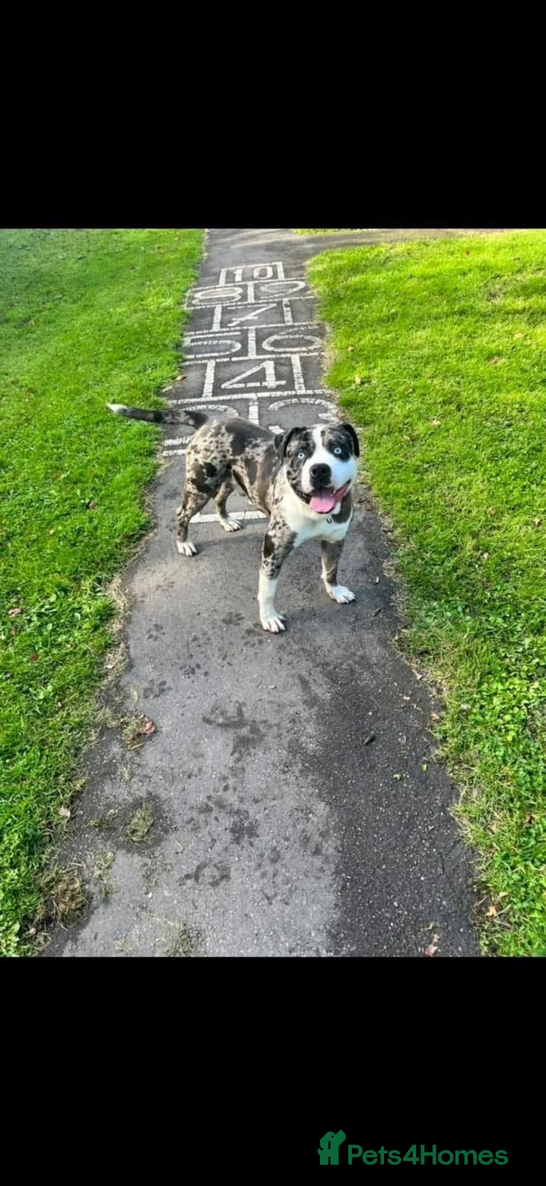 Mixed Breed dogs for sale: Beautiful caring mixed breed dog  in Telford - Advert 1