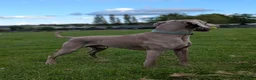 Weimaraner dogs for stud: KC Registered Weimaraner Available for Stud - Advert 3
