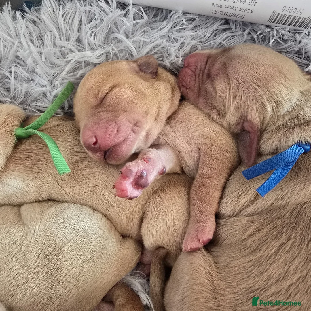 Golden Retriever dogs for sale: Golden Retriever / Goldardor Puppies - Advert 18