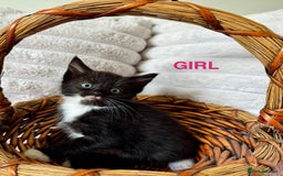 Ragdoll cats for sale: X Ragdoll kittens - Image 5