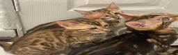 Bengal cats for sale: Bengal kittens  - Advert 12