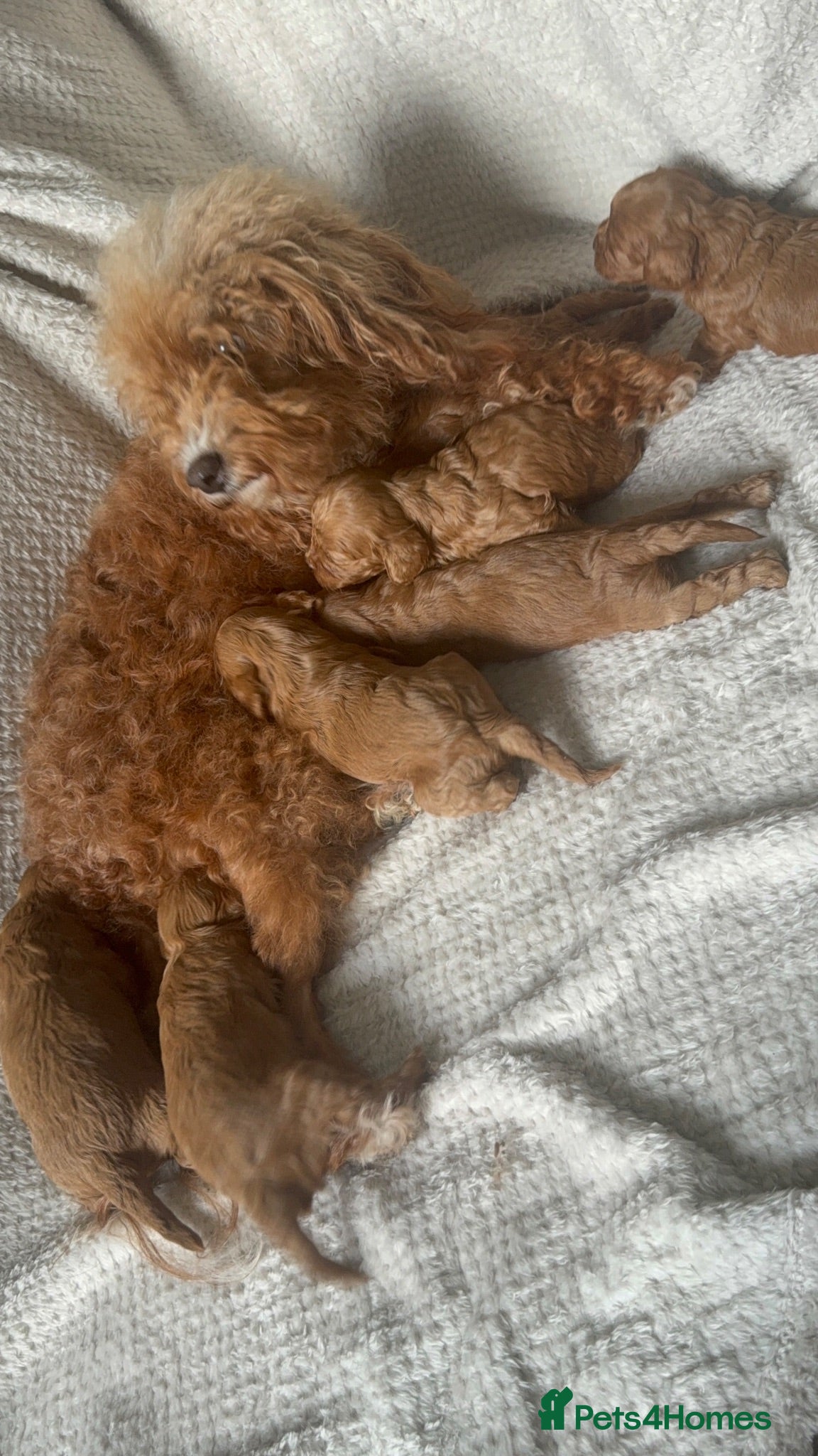Cavapoo dogs Stunning red cavapoo puppies  - Advert 1