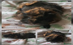 Guinea Pig rodents for sale: Young sow guinea pigs for sale - Image 2