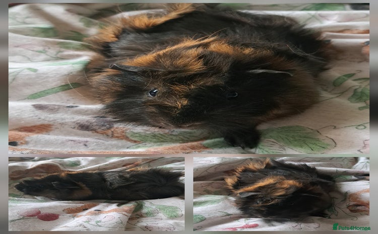 Guinea Pig rodents - Advert 2