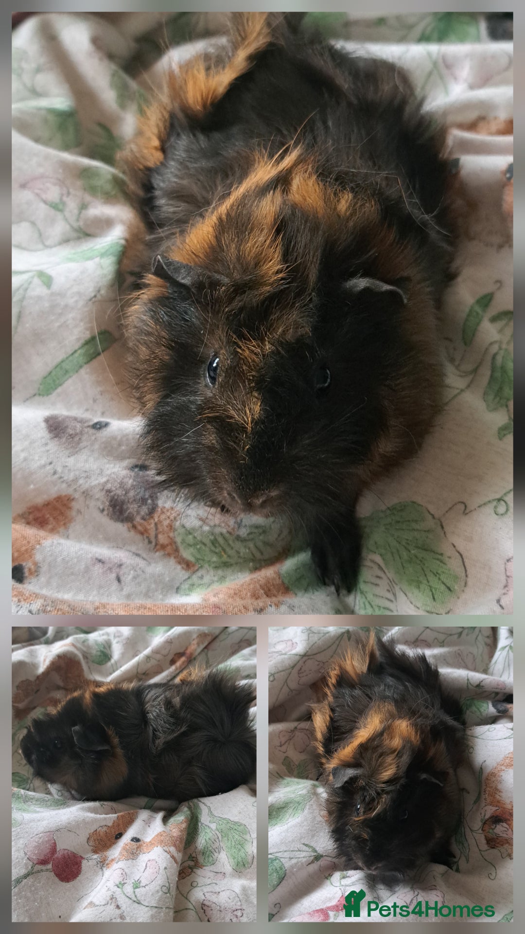Guinea Pig rodents for sale: Young sow guinea pigs for sale - Image 2