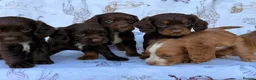 Cocker Spaniel dogs for sale: Working Type Cocker Spaniel puppies in Faringdon - Advert 12