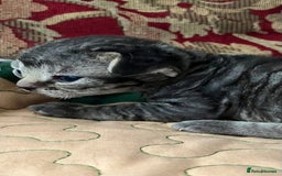 Devon Rex cats for sale: GCCF Devon Rex kittens - Image 7