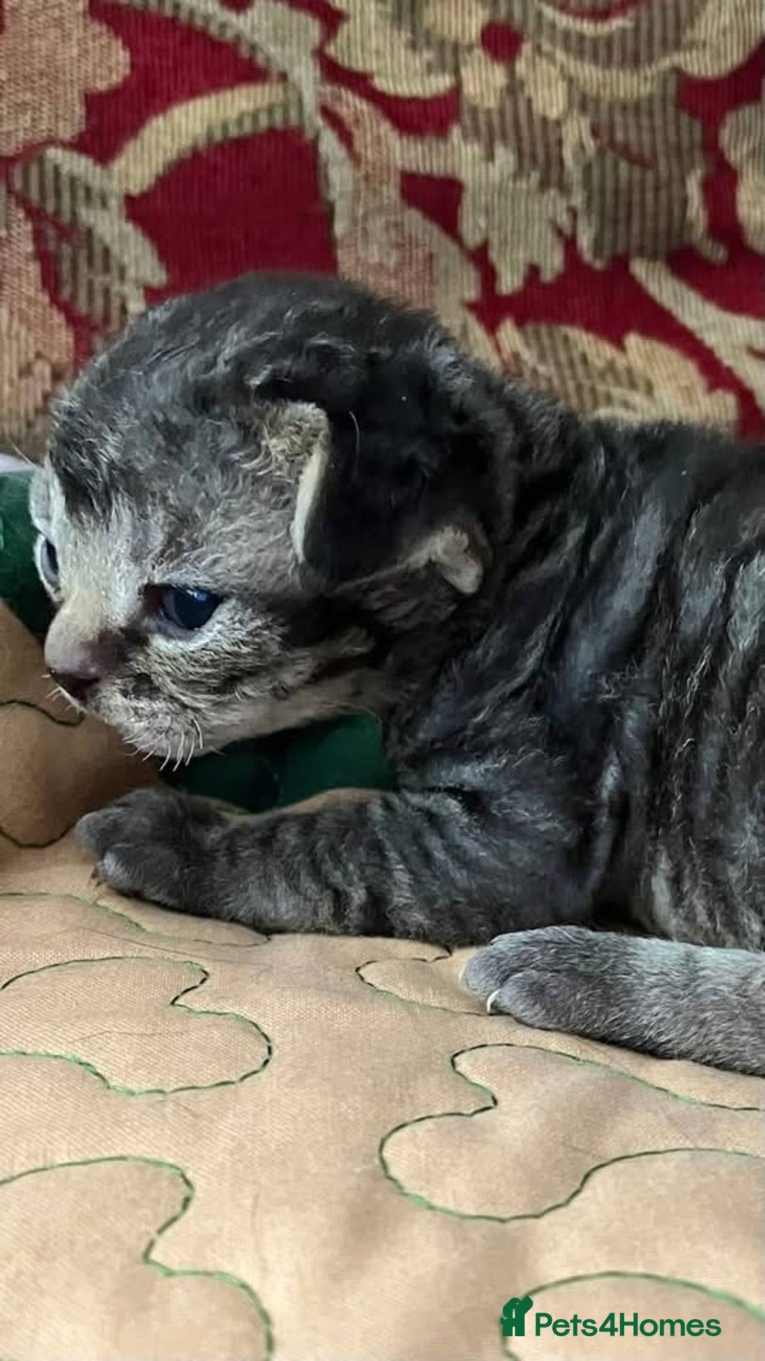 Devon Rex cats for sale: GCCF Devon Rex kittens - Image 7